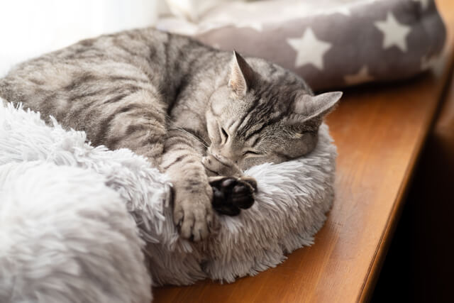 愛猫が寒いと感じる温度とは?夏でも要注意の温度管理方法を徹底解説のサムネイル画像